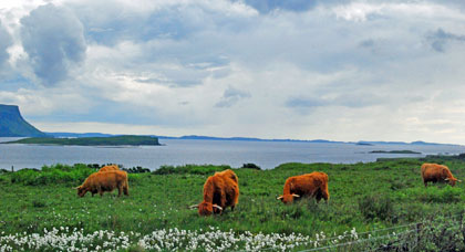 Photo of highland cattle with sea and islands