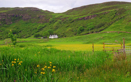 Photo of buttercup field in the Caolas Ulbha area
